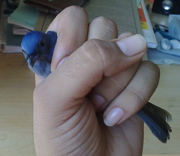 Spotting Image 1