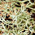 Lichen