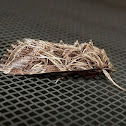 Oriental Leafworm Moth