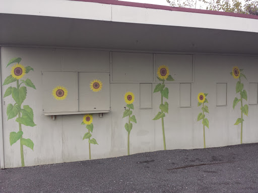 Manfield's Sunflowers 