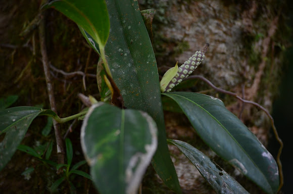Spotting Image 1