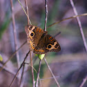 Mangrove Buckeye