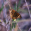 Mangrove Buckeye
