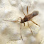 Broad-headed Bug