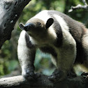 Northern Tamandua