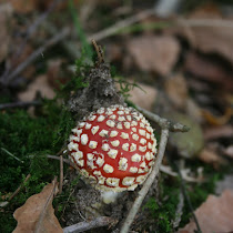 Mushroom Photography of the Midwest United States