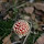 Mushroom Photography of the Midwest United States