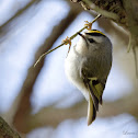 Golden-crowned Kinglet