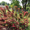 Weigela