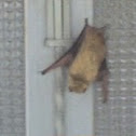 Bat