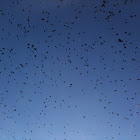 Common Grackles