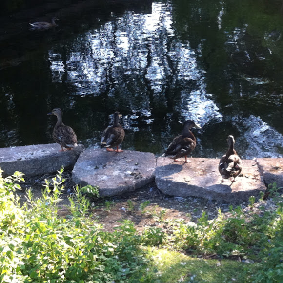 Spotting Image 1