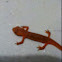 Newt