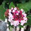 Rose Glorybower