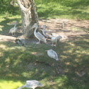 Pink-backed Pelican