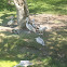 Pink-backed Pelican