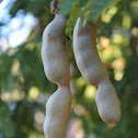 Tamarind