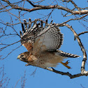 Red-shouldered Hawk