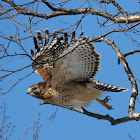 Red-shouldered Hawk