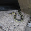 Garter snake