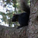 Eastern Gray Squirrel, melanistic