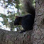 Eastern Gray Squirrel, melanistic