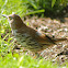 Brown Thrasher