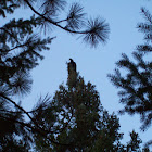 Turkey Vulture