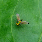 long-legged fly