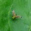 long-legged fly