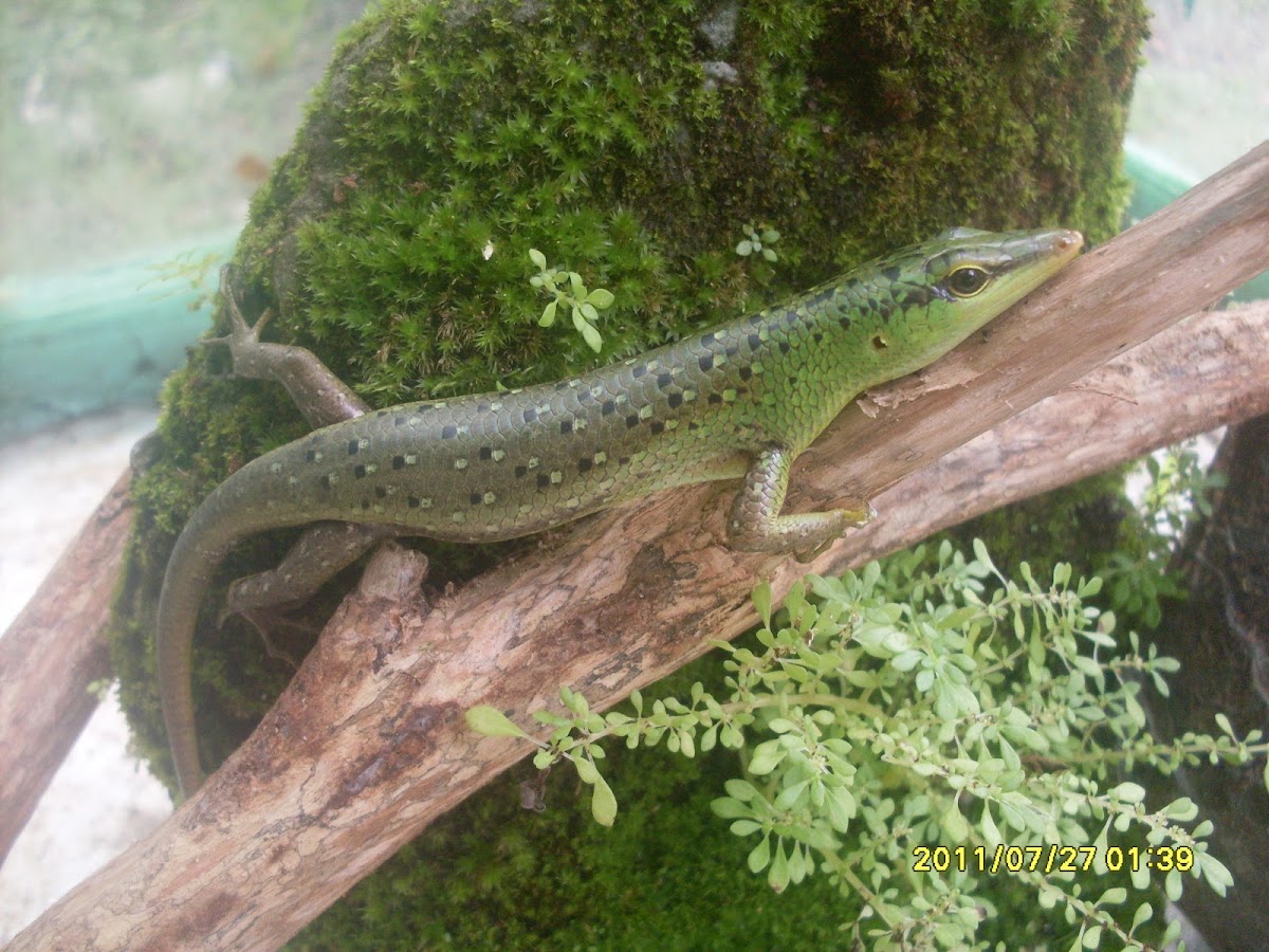 Emerald Tree Skink