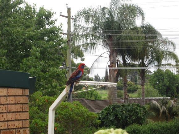 Spotting Image 1