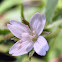 American Willow-herb