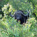 African Buffalo