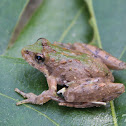 Northern Cricket Frog