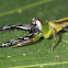 Green Jumping Spider