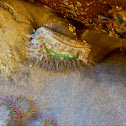Sea anemone
