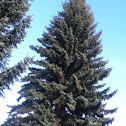 Blue spruce