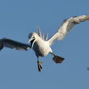 Northern Gannet