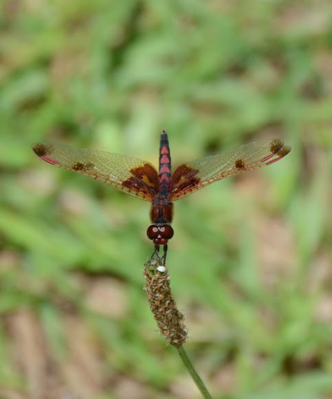 Spotting Image 1