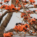 rosy starling