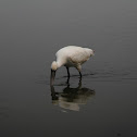 Black-faced Spoonbill