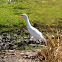 Great White Egret