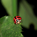 Six-spotted Zigzag Ladybird
