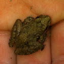 Toad