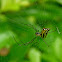 Decorative leucauge spider