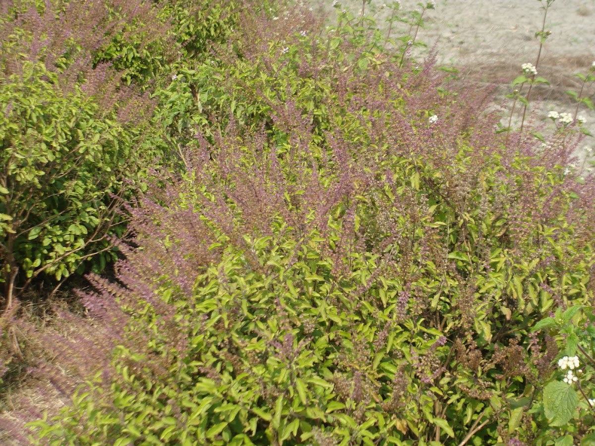 tulsi,  or Holy Basil