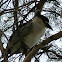 Black-crowned Night Heron