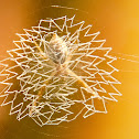 Paired Leg Orb Web Spider
