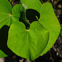 Eastern Redbud
